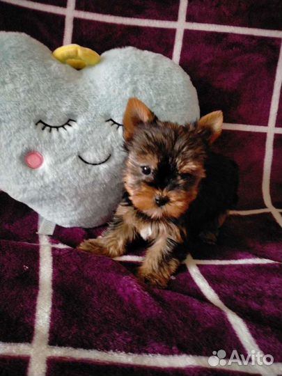 Йоркширский терьер