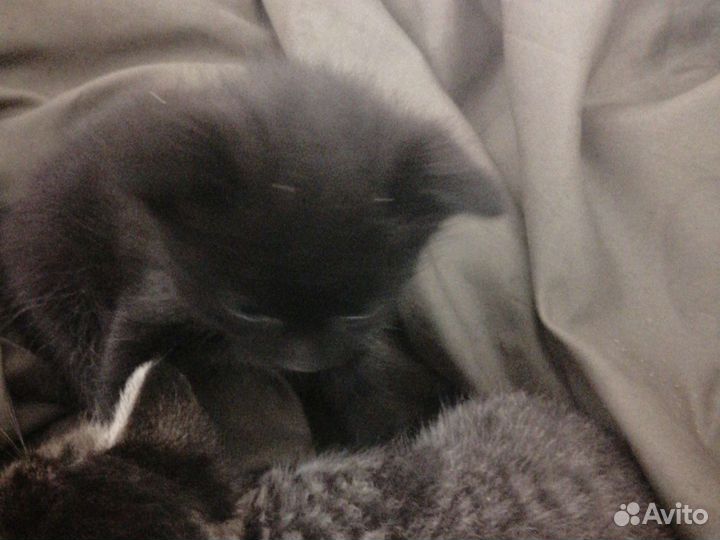 Британская кошка в дар