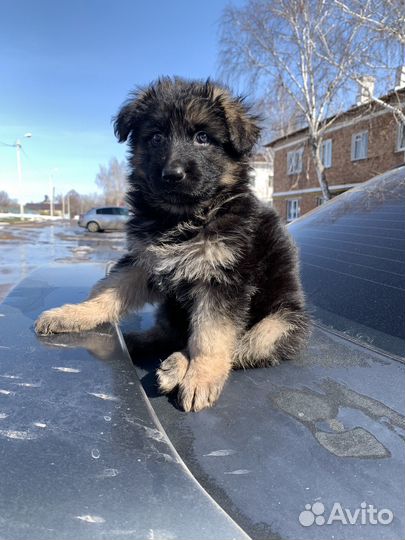 Чистокровные щенки немецкой овчарки