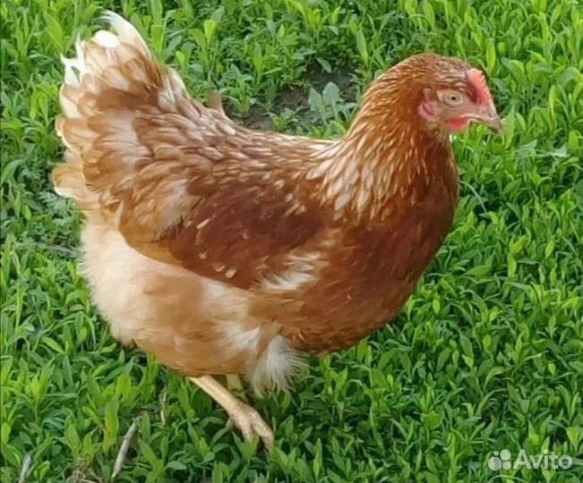Куры - несушки