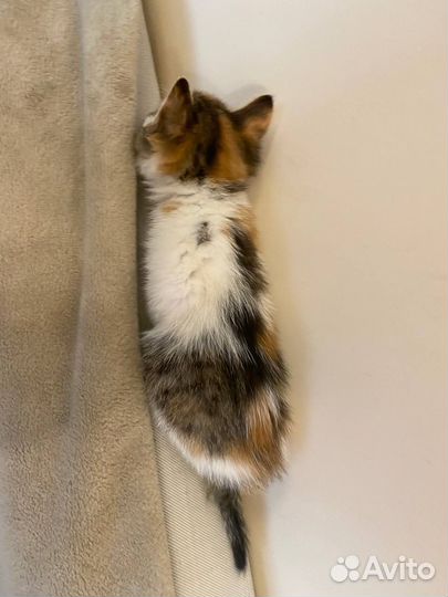 Кошка в добрые руки