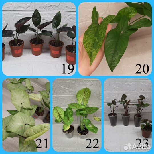 Домашние растения