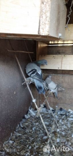 Продажа голубей