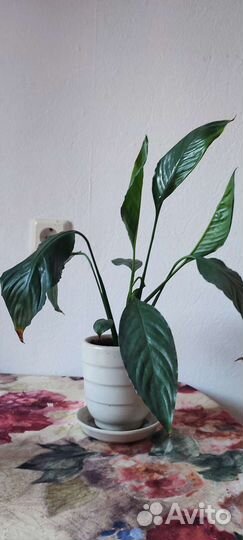 Спатифиллум