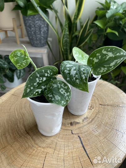 Сциндапсус/Эпипремнум Пиктус