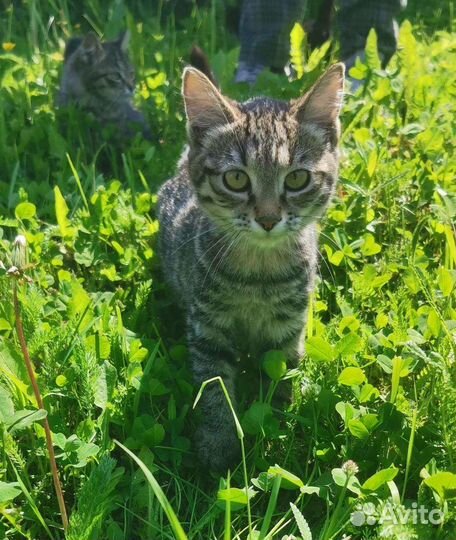 Котята