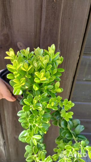 Саженцы Брусники Ред перл