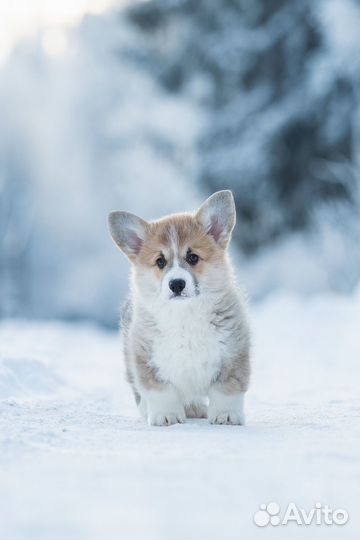 Вельш-корги пемброк
