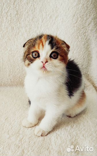 Кошечка черепашка