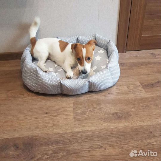 Вязка джек рассел терьер