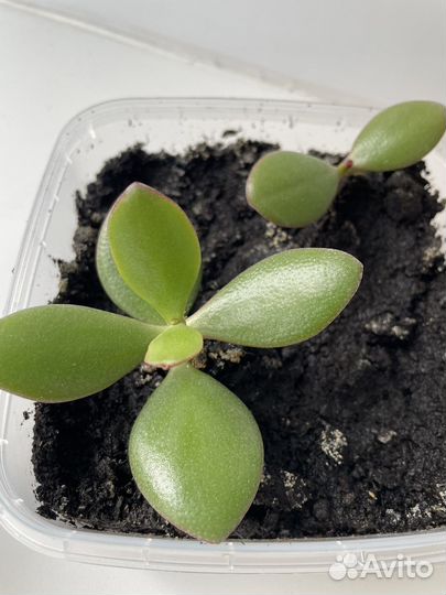 Толстянка денежное дерево