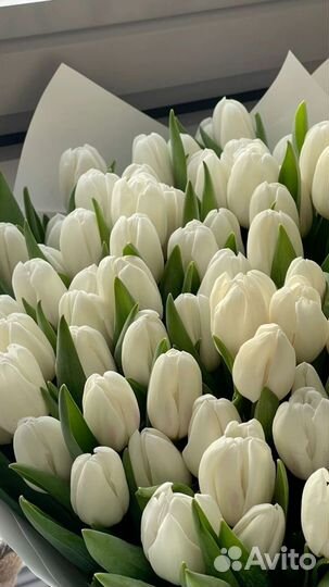 101 тюльпан 8 марта