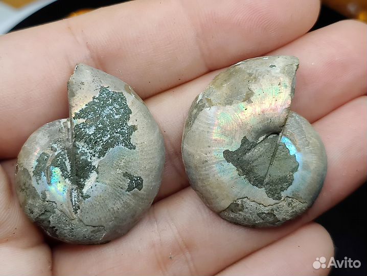 Окаменелости аммониты. Пара