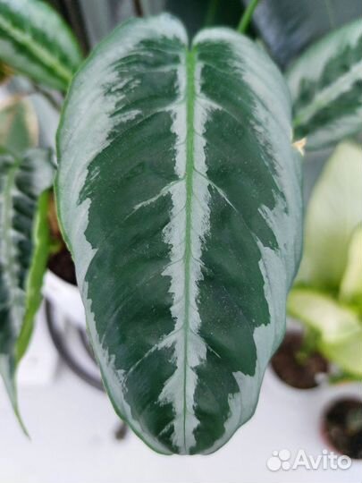 Шизматоглоттис Mottleyana