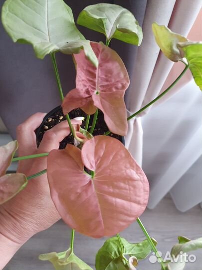 Сингониум неон пинк