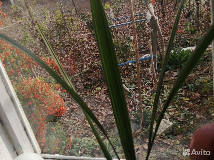 Финиковая пальма из косточки