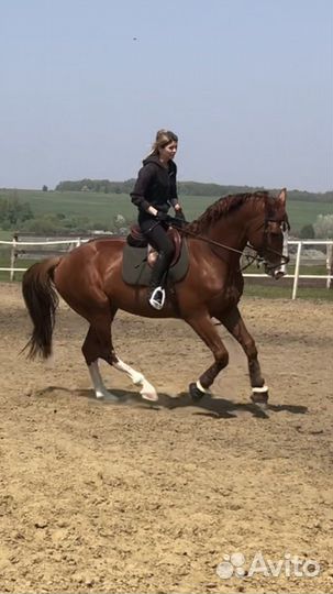 Жеребец для случки