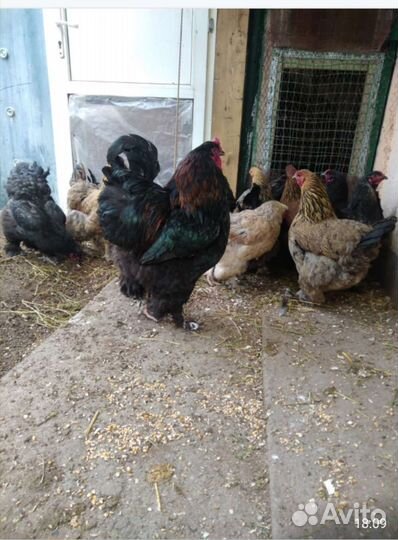 Куры и петухи брама