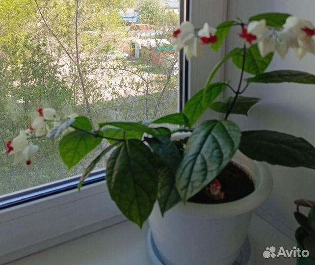 Клеродендрум томпсона