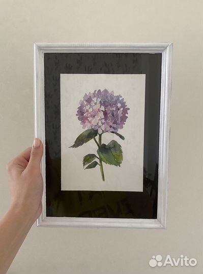 Картина акварелью. Гортензия акварель. Живопись