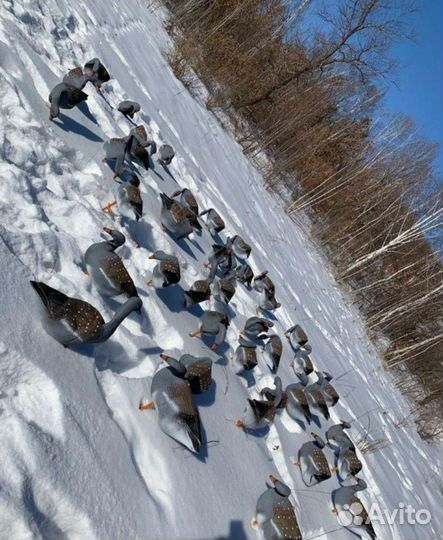 Профиля гусей, гусь охота