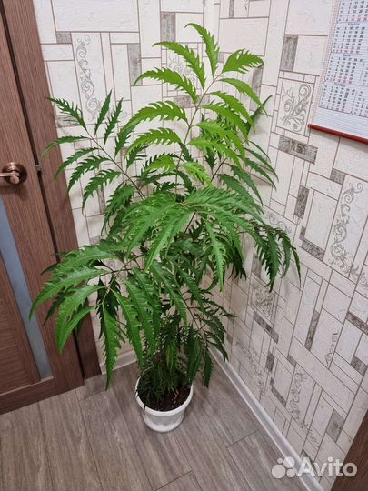 Полисциас кустарниковый
