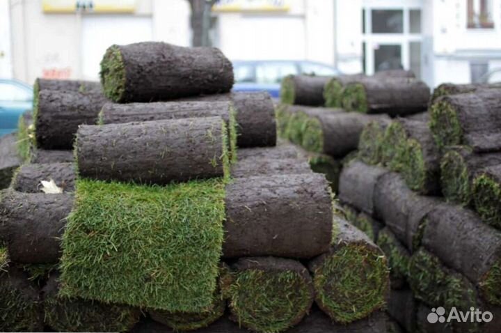 Рулонный газон с укладкой в наличии