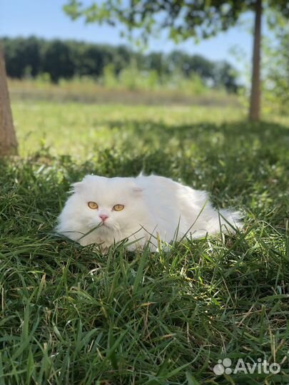 Шотландский кот на вязку бесплатно