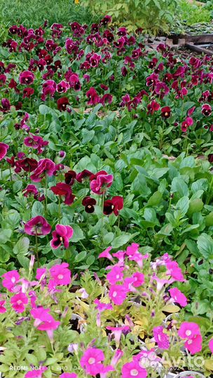 Рассада цветов