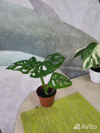 Монстера манки маск