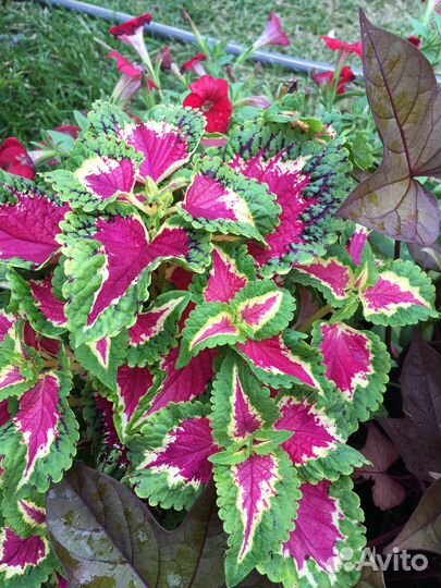 Продам срез колеусов