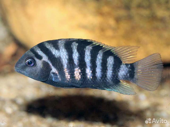 Продаются аквариумные рыбки