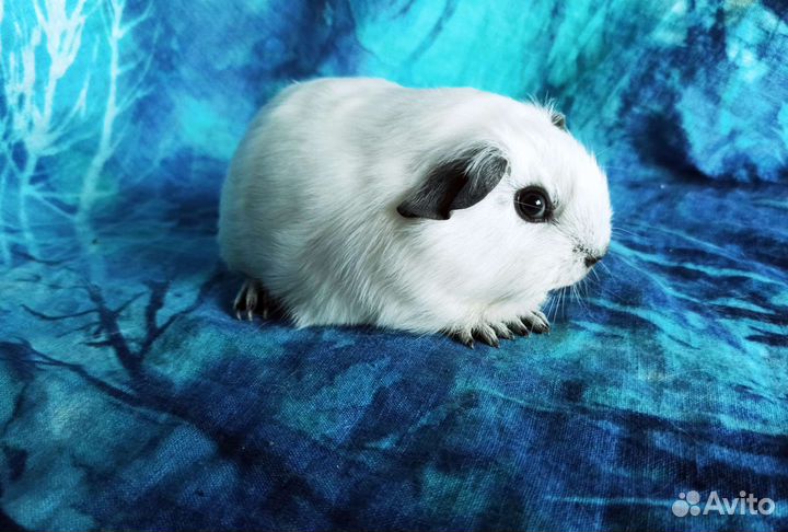 Морская свинка белоснежная Калифорния