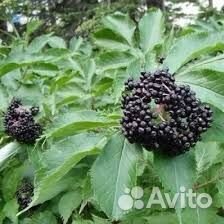 Лекарственные травы. фитотерапия. фитосборы