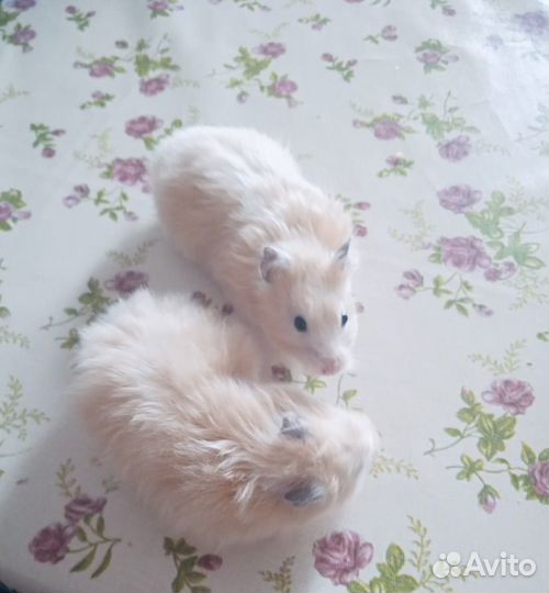 Сирийский хомяк