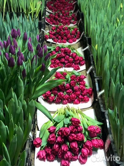 Цветы тюльпаны