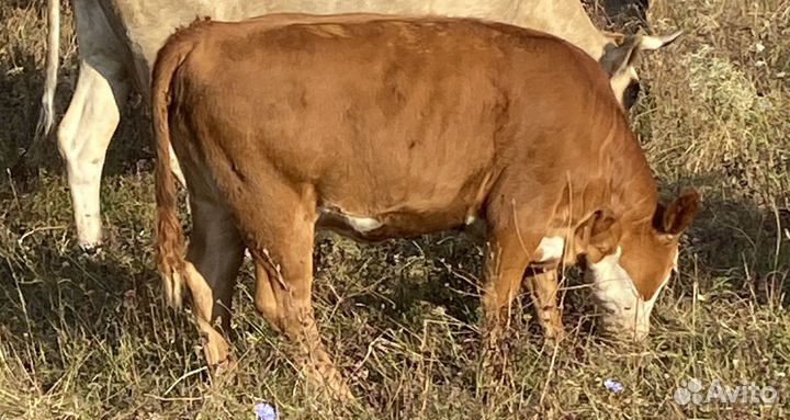 Телочки породы герефорд подсосные упитанные