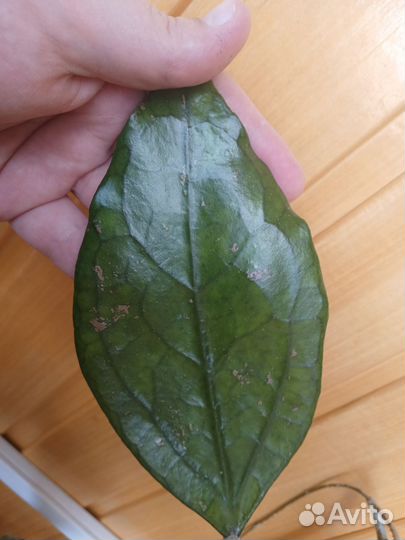 Хойя sp. Germany