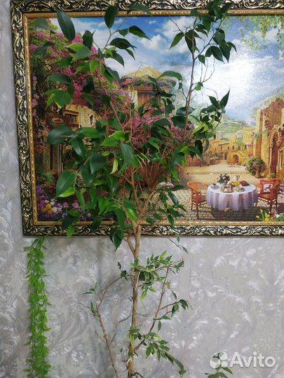 Комнатные цветы,фикус, авокадо