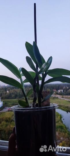 Орхидея Дендробиум Нобиле