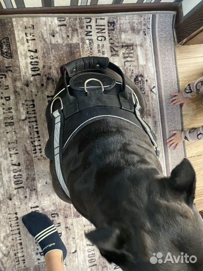 Шлейка для большой собаки