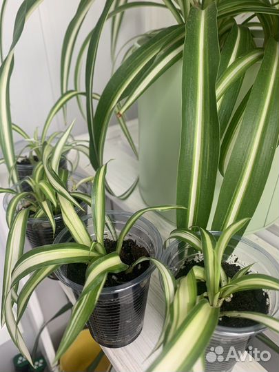 Хлорофитум (укорененные отростки)