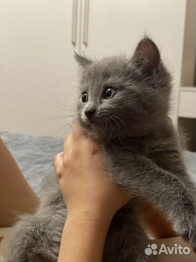 Отдам дымчатых котят