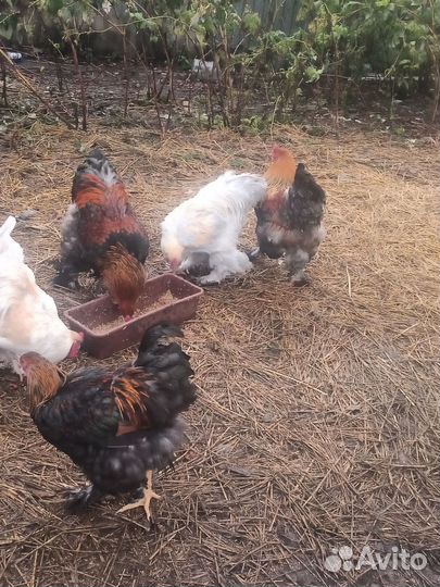 Продам птицу