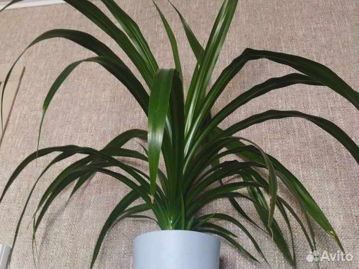 Пальма панданус