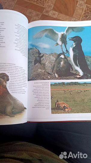 Книга энциклопедия животных