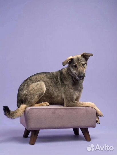 Собачка в добрые руки