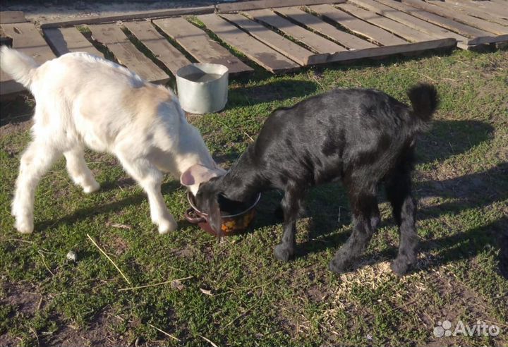 Коза и козлята