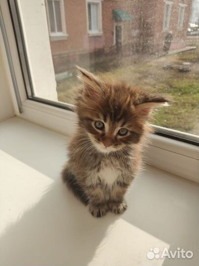 Котята мейн-кун