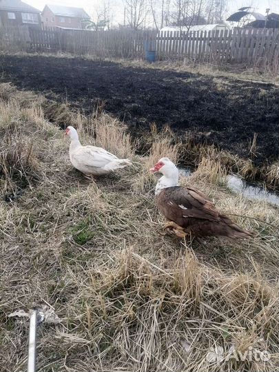 Индоутка, утки